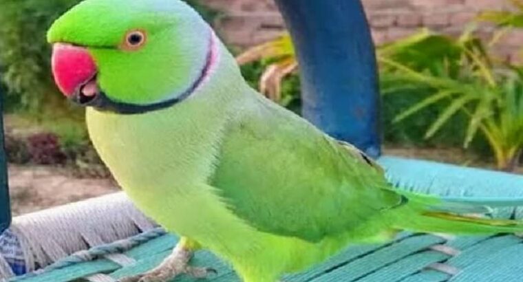 7042486758 all India dog parrot shop