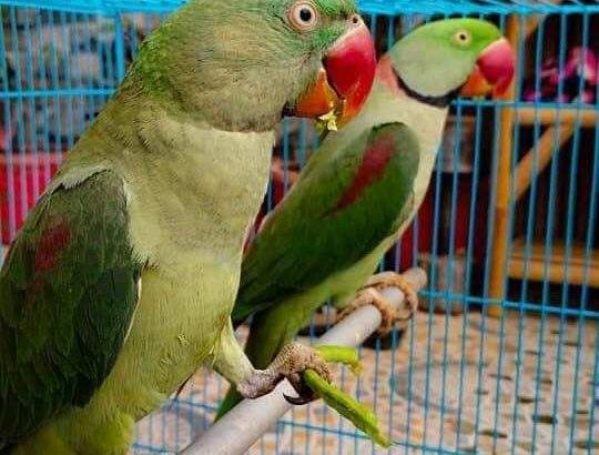 9732753255 all India dog parrot shop