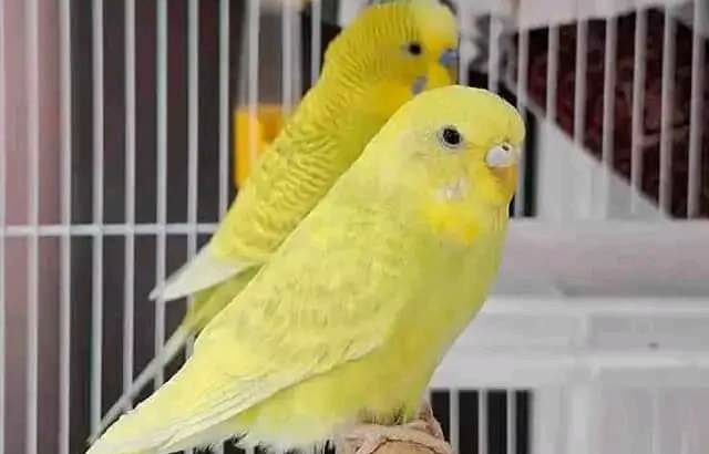 call me 9732453255 parrot 🐕🦜🦜🐕🦜🦜 shop