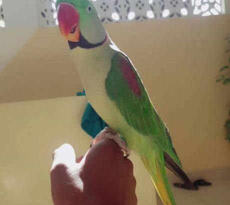 PARROTS SHOPE9119835479ALL INDIA DELIVERY 🚚🚚 🚚