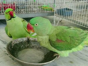 Parrot shop home delivery contact number7666992706