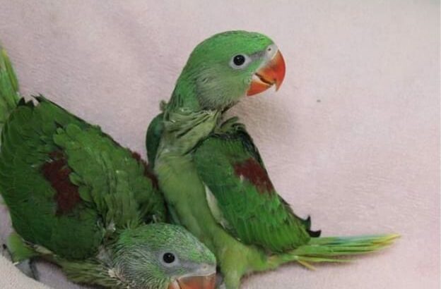 Parrot shop home delivery contact number7666992706