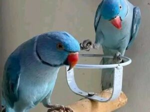 Parrot shop home delivery contact 7666992706