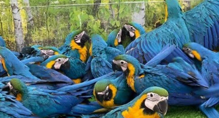 Parrots dogs cat shop all India delivery9119835479