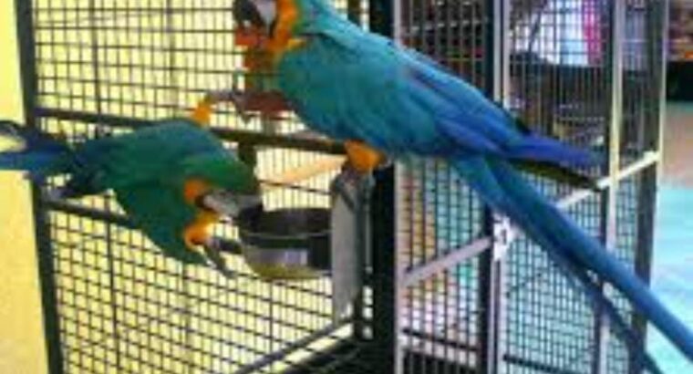 Parrots dogs cat shop all India delivery9119835479