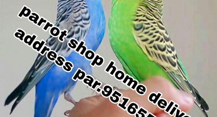 Parrot shop home delivery all India 9516551776