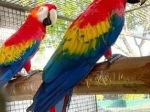 9957192985 PARROT DOG CAT SHOP HOME DELIVERY