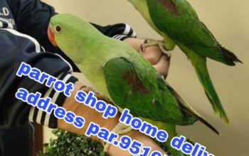 Parrot song home delivery all India 9516551776