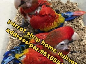 Parrot shop home delivery adress per 9516551776