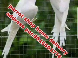 Parrot shop home delivery all India 9516551776