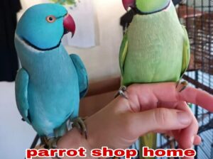 Parrot shop home delivery adress per 9516551776