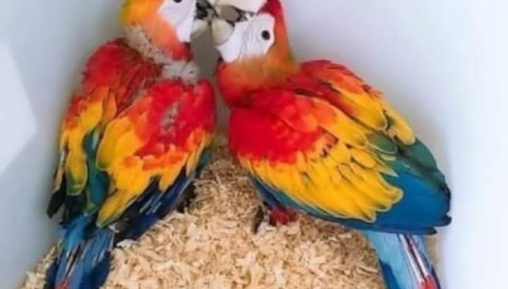 9119835479 all india dog cat parrot shop home 🚚🚚