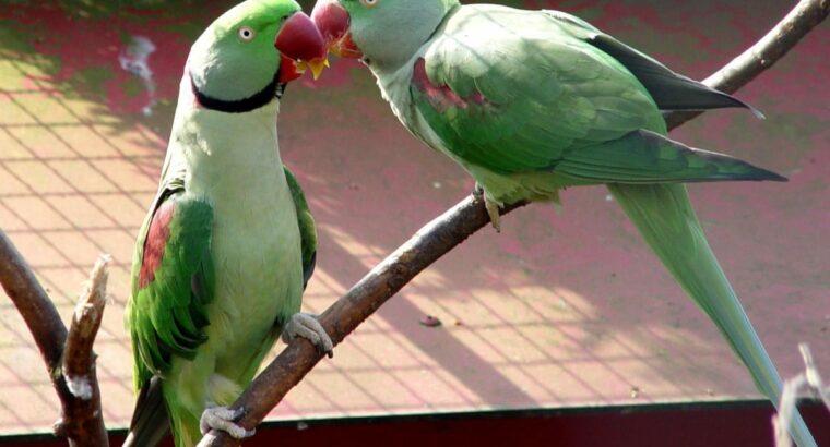 6389843772 all india dog cat parrot shop home 🚚🚚