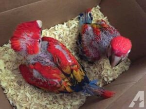 9957192985 PARROT DOG CAT SHOP HOME DELIVERY