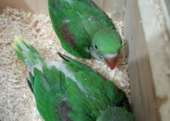 9889052269 all india parrot,
