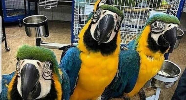 9889052269 all 🇮🇳 parrot.