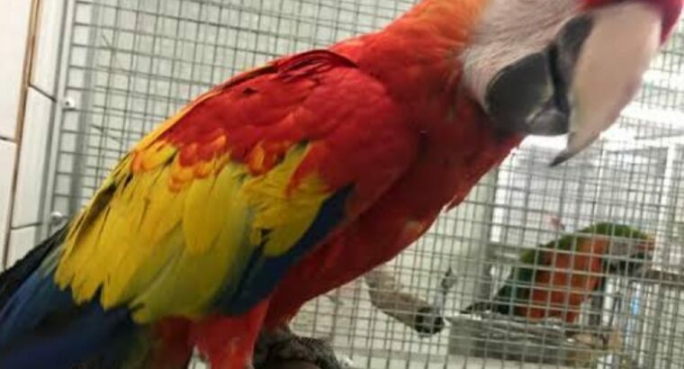 8486810207 all india dog cat parrot shop home 🚚🚚