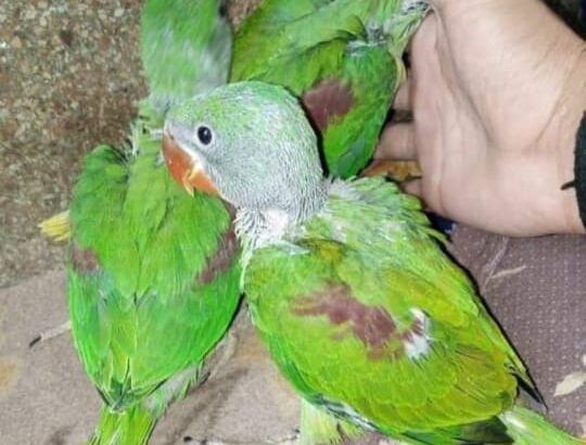 8486810207 all india dog cat parrot shop home 🚚🚚