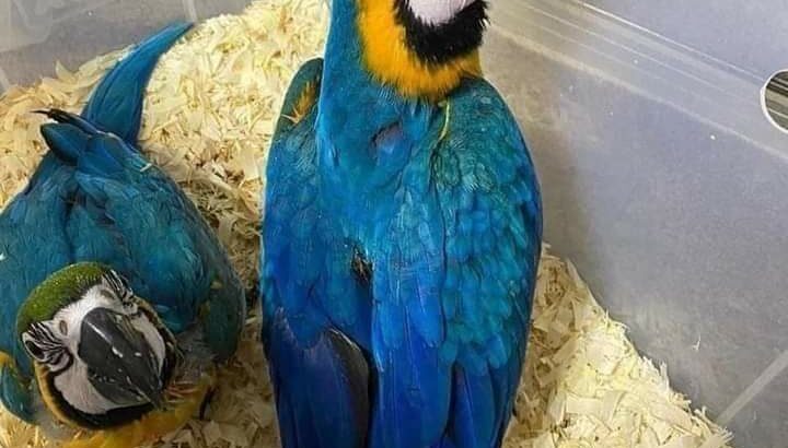 9889052269 call me please🙏🙏 parrot