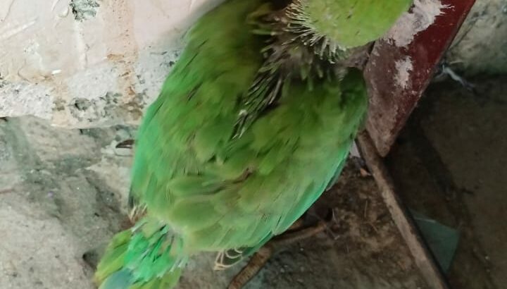 9889052269 all india parrot…., ,,,,,,,