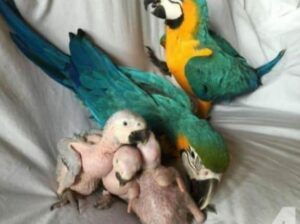 9889052269 all india parrot ,