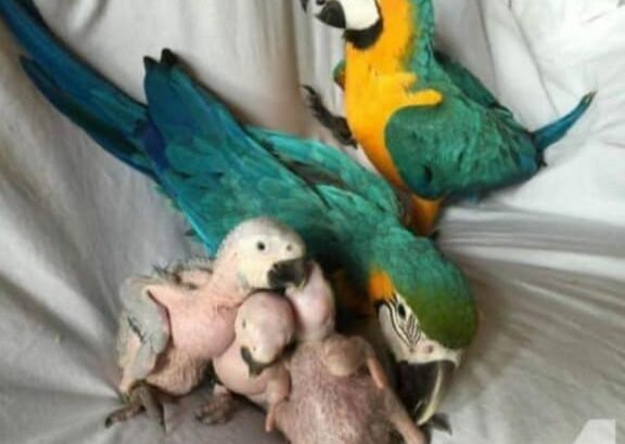 9889052269 all india parrot