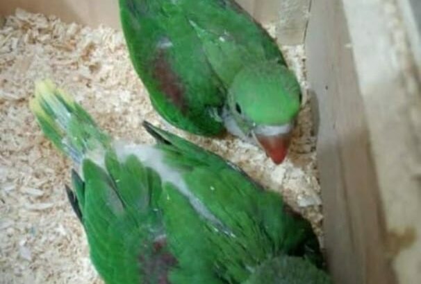 Parrot shop home delivery 🚚
