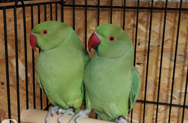 9119835479 all india dog cat parrot shop home 🚚🚚