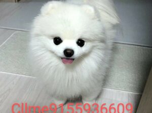 Dogs shop9155936609