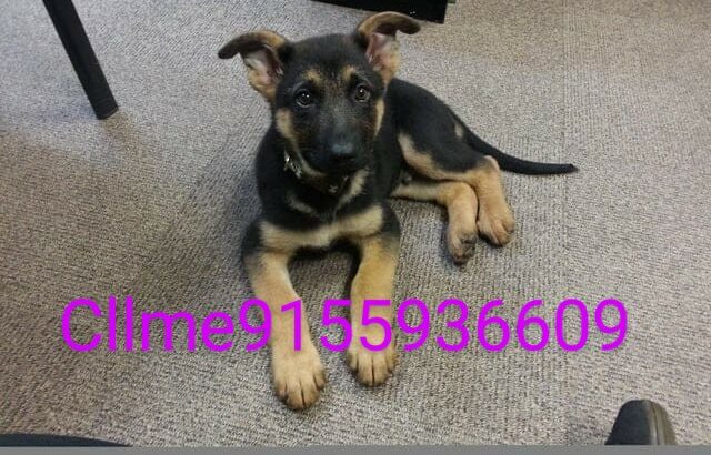 Dog shop home delivery contact number 9155936609