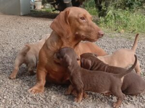 Dachshund Puppies for Sale in Kerala,India