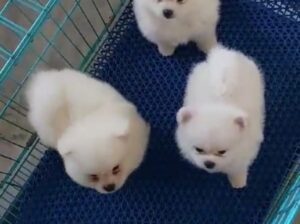 Pomeranian puppy all India delivery 🚚🚚