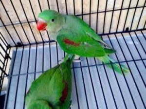 Parrot shop home delivery contact 7880111236