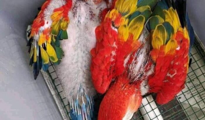 Macaw parrot 🦜🐦🦜🐦