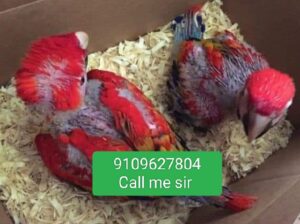 Macau parrot all India delivery 🚚
