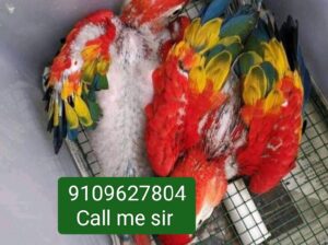 Macaw parrot all India delivery 🚚