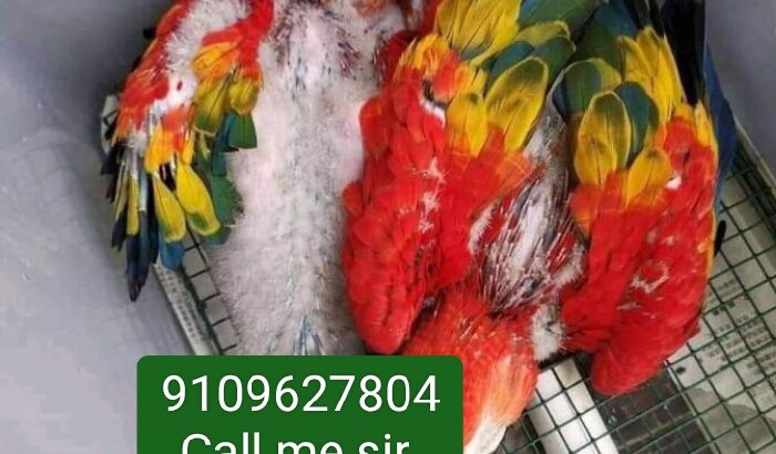 Macaw parrot all India delivery 🚚