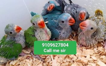Green parrot all India delivery 🚚