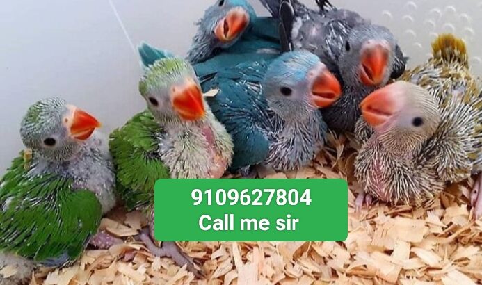 Green parrot all India delivery 🚚