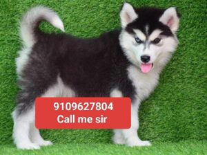 Pomeranian puppy all India delivery 🚚 ok