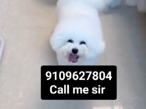 Pomeranian puppy all India delivery 🚚🚚