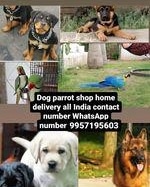 9957195603All ainia parrot dog shop cat