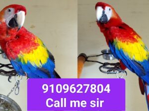 Macaw parrot all India delivery 🚚🚚