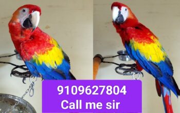 Macaw parrot all India delivery 🚚🚚