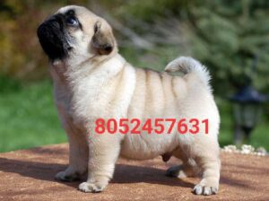Dog market contact number 8052457631