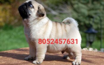 Dog market contact number 8052457631