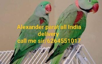 Alexander parat all India delivery 🚚