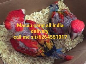 Red wala Macau all India delivery 🚚