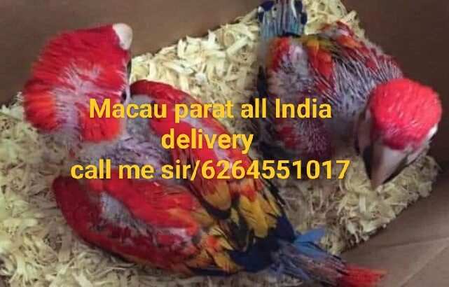 Red wala Macau all India delivery 🚚