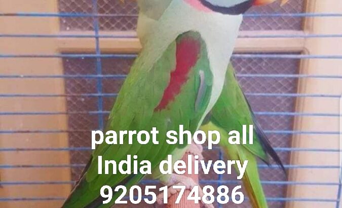 Dog shop home delivery 9205174886